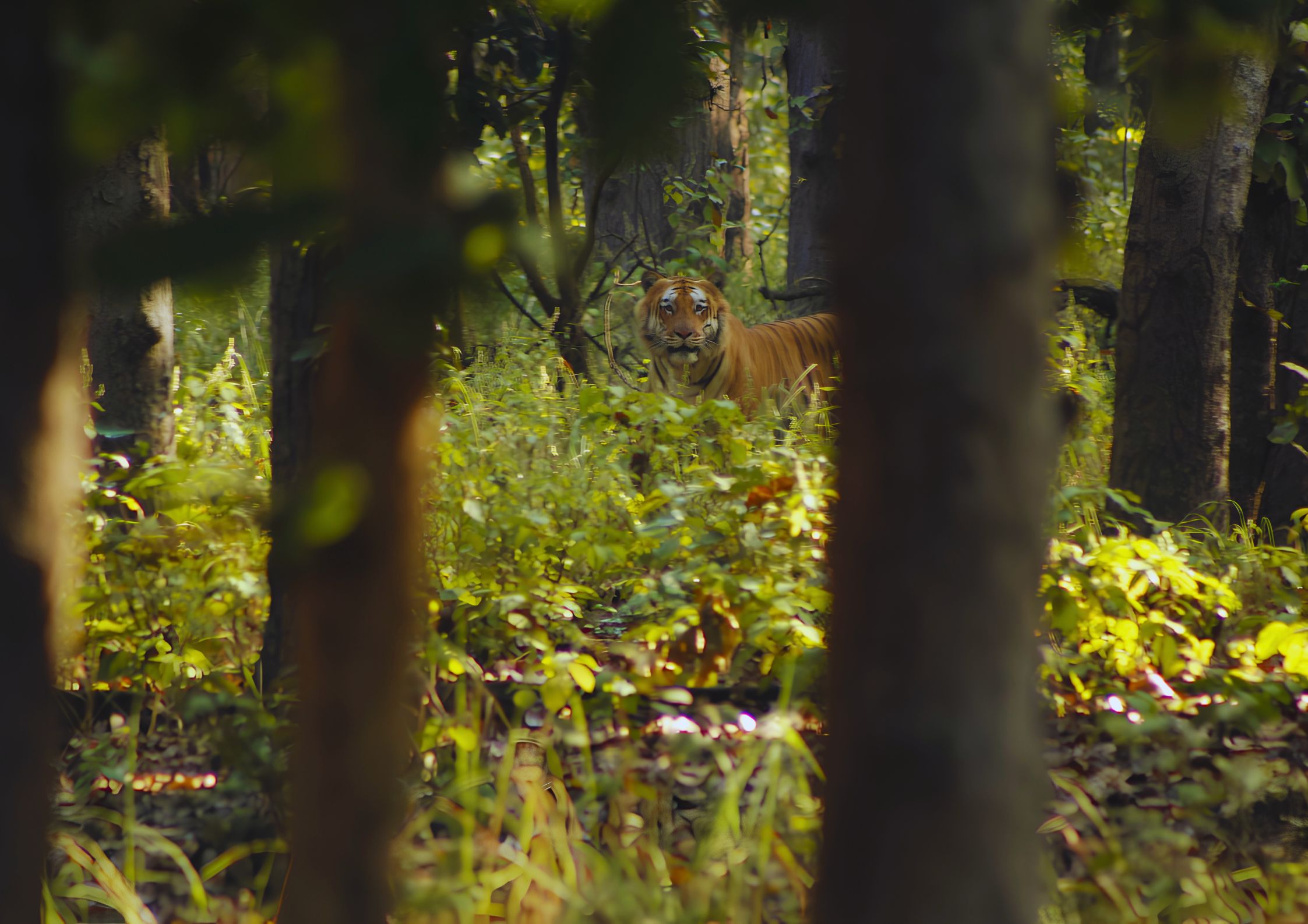 Royal Bengal Tiger — King of the Jungle, Shuklaphanta